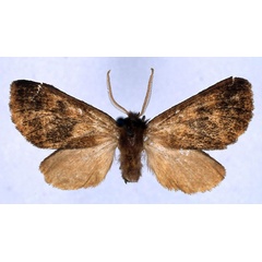 /filer/webapps/moths/media/images/M/morag_Metarctia_HT_BMNH_01.jpg