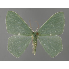 /filer/webapps/moths/media/images/N/niphosporas_Prasinocyma_A_ZSM_01.jpg