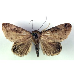 /filer/webapps/moths/media/images/R/reticulata_Periplusia_HT_RMCA_03.jpg