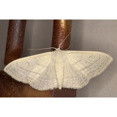 /filer/webapps/moths/media/images/C/ctenophora_Somatina_AF_Heyns_02.jpg