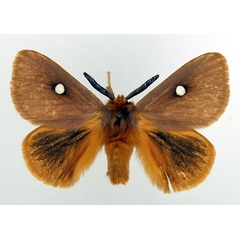 /filer/webapps/moths/media/images/B/bicolor_Chrysopoloma_AM_Basquin.jpg