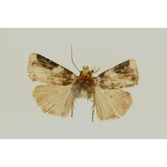 /filer/webapps/moths/media/images/L/leucoplaga_Euxootera_A_RMCA.jpg