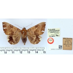 /filer/webapps/moths/media/images/O/obscurior_Achaea_HT_BMNH.jpg
