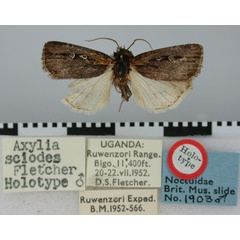 /filer/webapps/moths/media/images/S/sciodes_Axylia_HT_BMNH.jpg