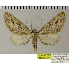 /filer/webapps/moths/media/images/C/cohabitans_Eupithecia_PTF_ZSM_01.jpg