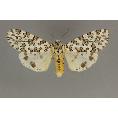 /filer/webapps/moths/media/images/M/maculosa_Alpenus_AF_BMNH.jpg