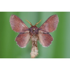 /filer/webapps/moths/media/images/M/marshalli_Stenophatna_A_Butler.jpg