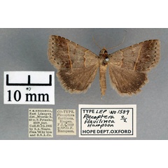 /filer/webapps/moths/media/images/F/flavilinea_Plecoptera_STM_OUMNH_01.jpg