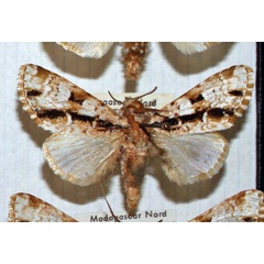 /filer/webapps/moths/media/images/M/malagassica_Madegalatha_AM_MNHN.jpg