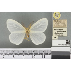 /filer/webapps/moths/media/images/C/chionoptera_Marblepsis_PT_BMNH_01a.jpg