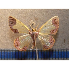 /filer/webapps/moths/media/images/N/nasuta_Zamarada_A_Goff_01.jpg
