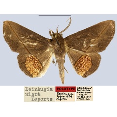 /filer/webapps/moths/media/images/N/nigra_Deinhugia_HT_MNHN.jpg