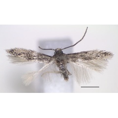 /filer/webapps/moths/media/images/T/trilobata_Urodeta_HT_RMCA.jpg