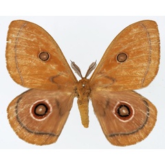/filer/webapps/moths/media/images/R/rendalli_Bunaeopsis_AM_Basquin.jpg