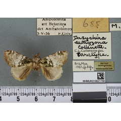 /filer/webapps/moths/media/images/E/euthyzona_Dasychira_PTM_BMNH_01a.jpg