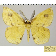 /filer/webapps/moths/media/images/P/punctifera_Malgassapeira_AM_ZSMa.jpg