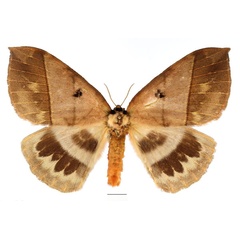/filer/webapps/moths/media/images/K/kivuensis_Jana_AF_Basquin.jpg