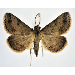 /filer/webapps/moths/media/images/O/obeditalis_Gesonia_AM_NHMO_01.jpg
