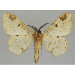 /filer/webapps/moths/media/images/P/probola_Colocleora_AM_ZSMb.jpg
