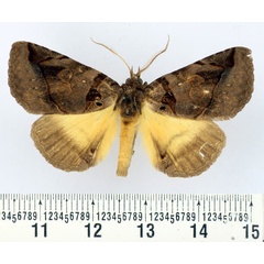 /filer/webapps/moths/media/images/R/remigina_Remigiodes_AM_BMNH.jpg