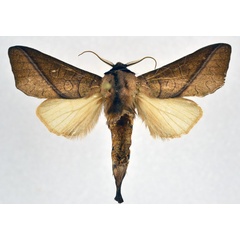 /filer/webapps/moths/media/images/J/janthina_Peratodonta_AM_NHMO.jpg