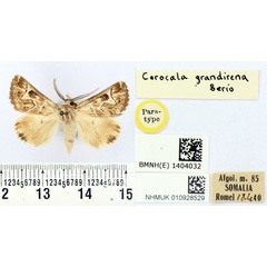 /filer/webapps/moths/media/images/G/grandirena_Cerocala_PTM_BMNH.jpg