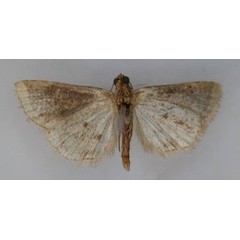 /filer/webapps/moths/media/images/P/phaeocala_Ozarba_HT_RMCA_02.jpg