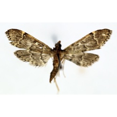 /filer/webapps/moths/media/images/L/lanceolalis_Duponchelia_AM_ISEA_02.jpg