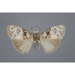 /filer/webapps/moths/media/images/M/mesonephele_Meganola_HT_BMNH.jpg
