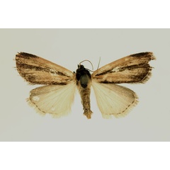 /filer/webapps/moths/media/images/V/varians_Micraxylia_AM_RMCA.jpg