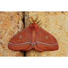 /filer/webapps/moths/media/images/A/aurantiaca_Bunaeopsis_A_Voaden.jpg