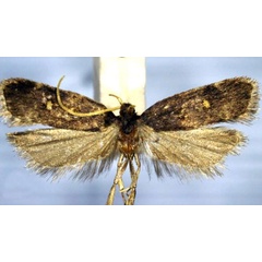 /filer/webapps/moths/media/images/M/maculata_Protolychnis_AM_TMSA.jpg