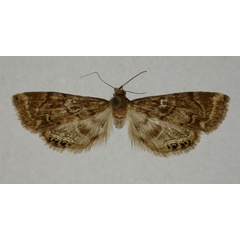 /filer/webapps/moths/media/images/M/munroei_Eoophyla_HT_TMSA.jpg