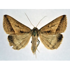 /filer/webapps/moths/media/images/P/proverai_Mocis_AF_NHMO.jpg