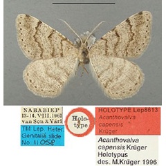/filer/webapps/moths/media/images/C/capensis_Acanthovalva_HT_TMSA.jpg