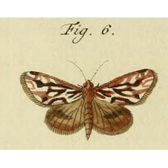 /filer/webapps/moths/media/images/Z/zaide_Blepharucha_Stoll_36_6.jpg