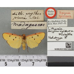 /filer/webapps/moths/media/images/E/erythropleura_Lithosia_HT_BMNHa.jpg