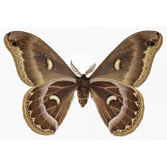 /filer/webapps/moths/media/images/F/fournierae_Epiphora_AM_Basquinb.jpg