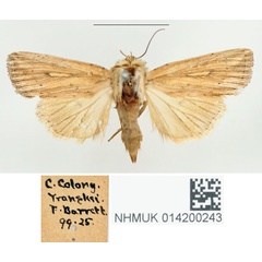/filer/webapps/moths/media/images/R/rhabdophora_Leucania_STF_BMNH.jpg