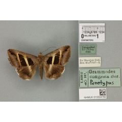 /filer/webapps/moths/media/images/C/congesta_Grammodes_PTF_BMNH_02a.jpg