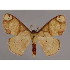 /filer/webapps/moths/media/images/I/irregularis_Somatina_A_ZSM_01.jpg