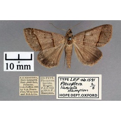 /filer/webapps/moths/media/images/L/laniata_Plecoptera_STF_OUMNH_01.jpg