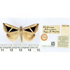 /filer/webapps/moths/media/images/D/ditrigona_Chalciope_HT_BMNH.jpg
