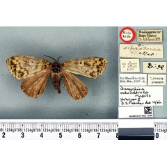 /filer/webapps/moths/media/images/O/ochroderoea_Dasychira_HT_BMNH.jpg