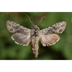 /filer/webapps/moths/media/images/T/terensis_Cucullia_A_Butler.jpg