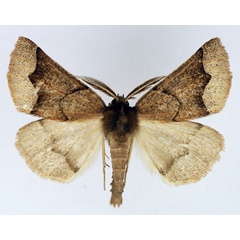 /filer/webapps/moths/media/images/I/impeyi_Odontopera_AM_TMSA.jpg