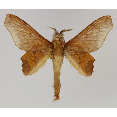 /filer/webapps/moths/media/images/V/valkyria_Theophasida_AM_Basquin_02.jpg