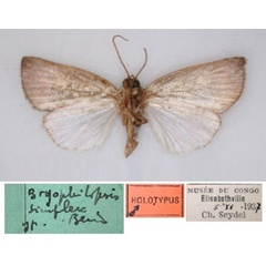 /filer/webapps/moths/media/images/S/simplex_Bryophilopsis_HT_RMCA_02.jpg