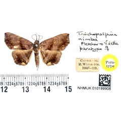 /filer/webapps/moths/media/images/N/nimba_Trichopalpina_PTF_BMNH.jpg