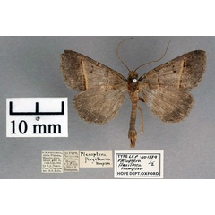 /filer/webapps/moths/media/images/F/flavilinea_Plecoptera_ST_OUMNH_01.jpg